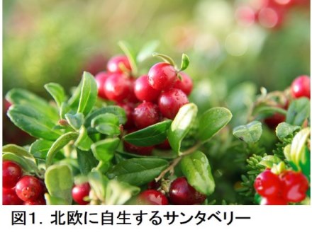 レスベラトロールを効率よく摂取するには
